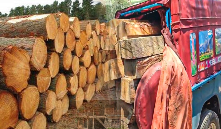 Cedar Wood Smuggling Foiled in Neelum Valley: FIR Registered Against Political Figure and Son